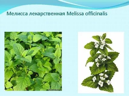 Польза мелиссы