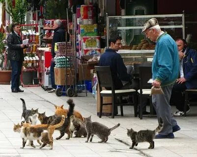 Что делают коты на улице