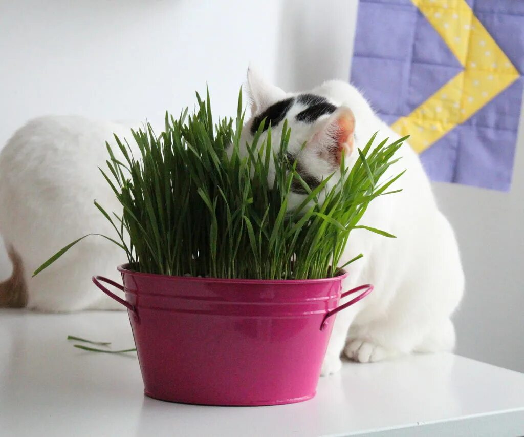 овес для котов. кота высадили. кошачья трава вырастить. выращивать траву для кошек. кот на газоне.