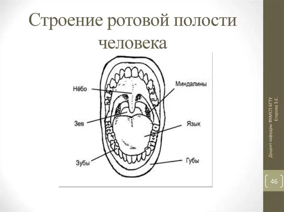 Полость рта схема. Строение ротовой полости схема. Строение ротовой полости человека анатомия. Полость рта схема анатомия. Антомия схема строение полость рата.