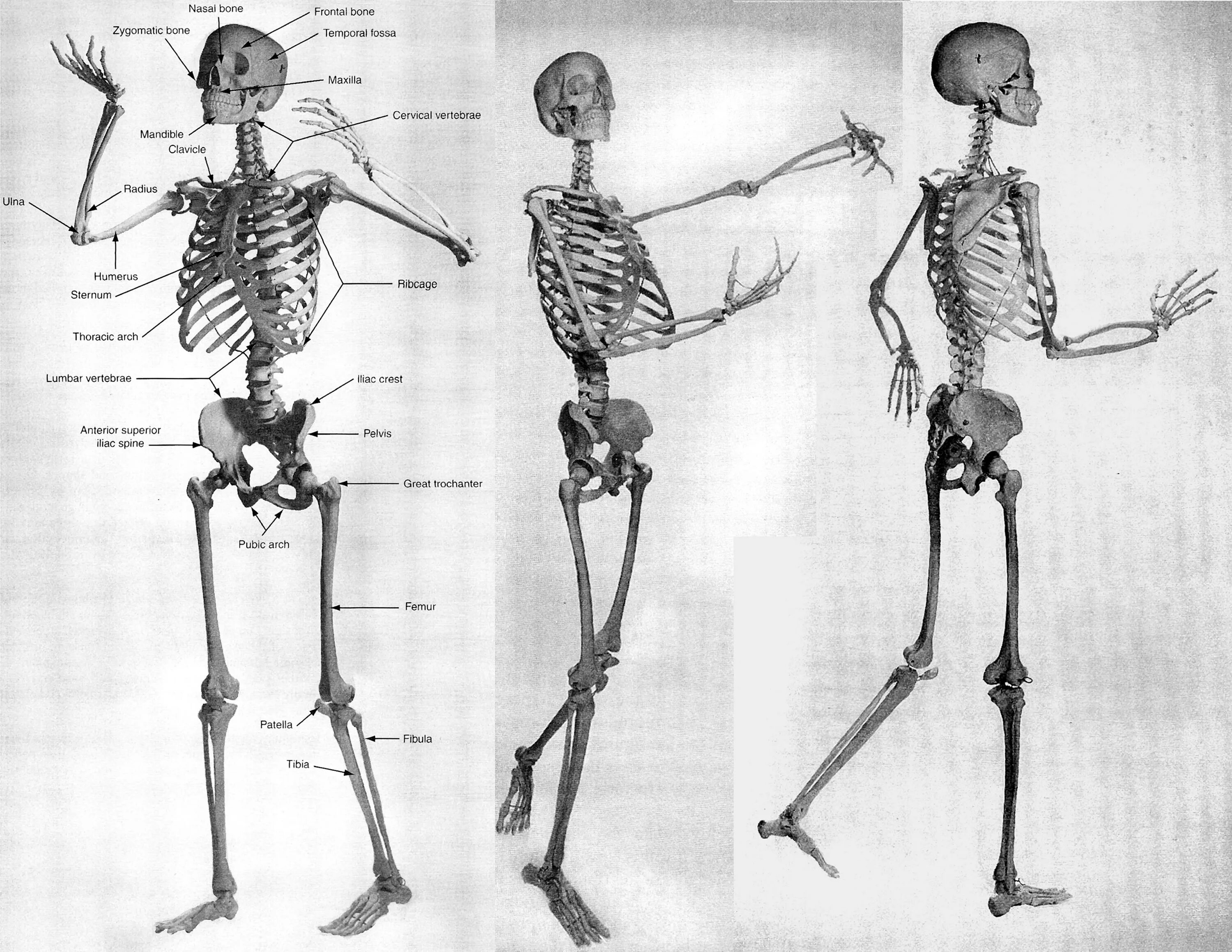 Скелет в полный рост референс. Скелет человека спереди и сбоку. Анатомия скелета человека референс. Скелет в движении.