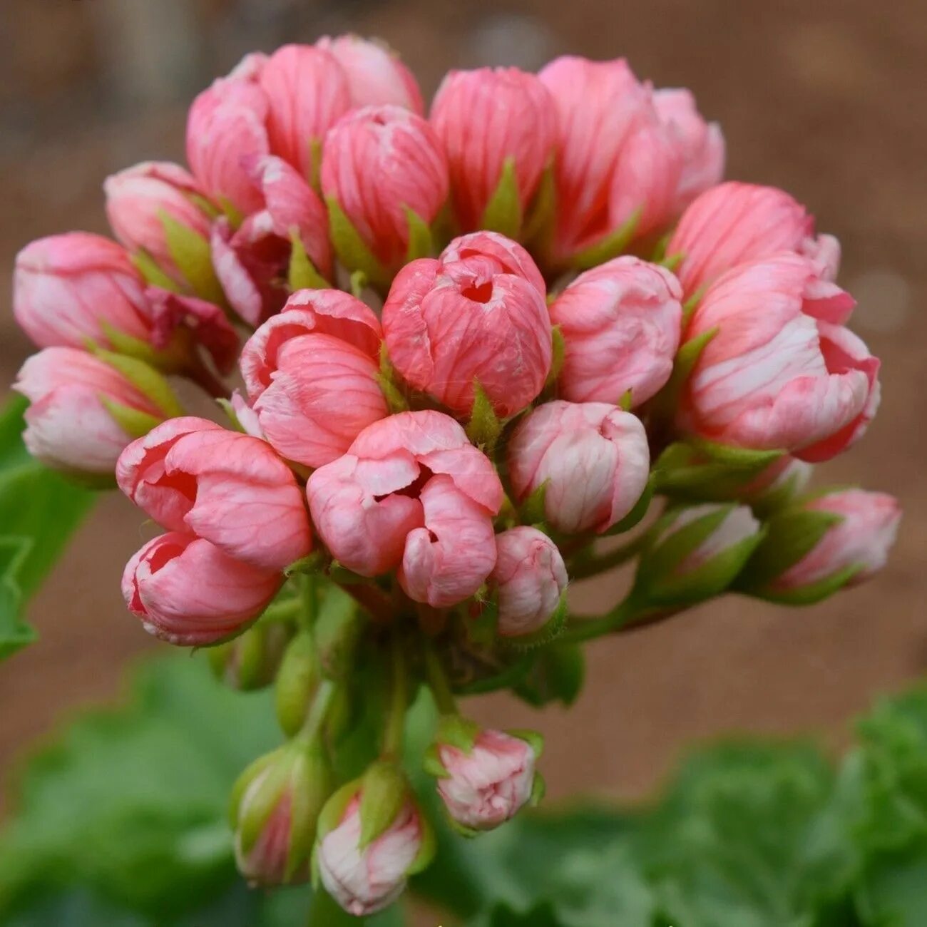 Пеларгония Розалинда. Пеларгония Сурвивор Розалинда. Appleblossom пеларгония. Пеларгония Appleblossom Rosebud.