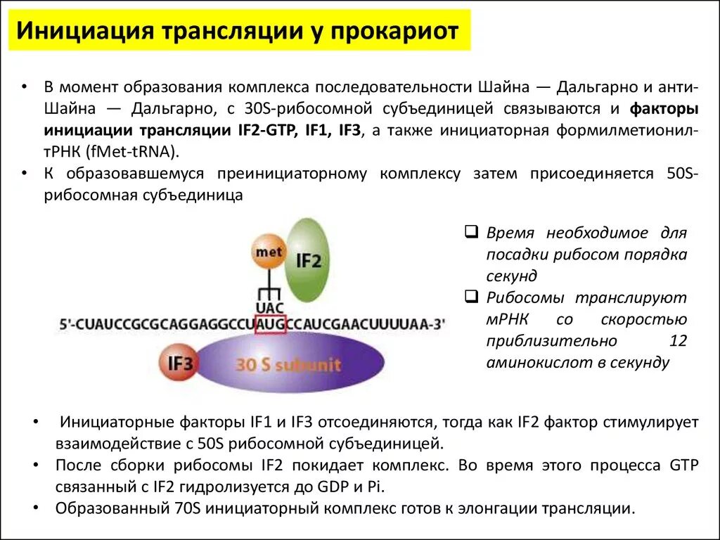 Инициация у прокариот. Инициация трансляции у прокариот. Инициация трансляции. Факторы инициации трансляции у прокариот. Механизм инициации трансляции у прокариот..