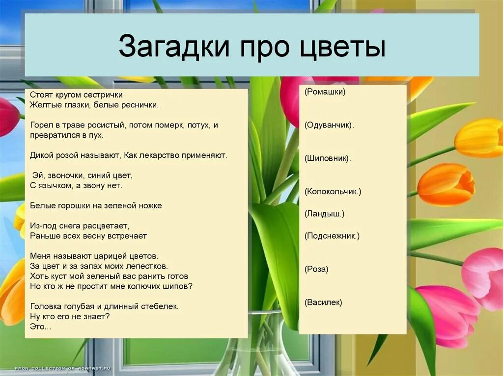 О самом главном о цветах. Загадки про цветы. Загадки про цветы для детей. Загадки про цветы с ответами. Загадки на тему цветы.