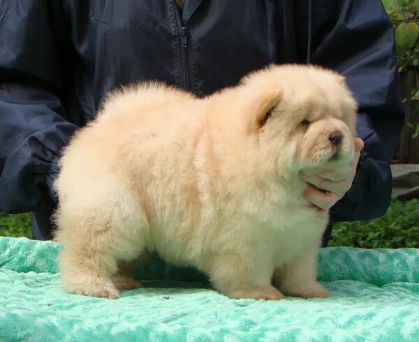 Бона чау бона чау. Чау чау чиф. Бона чау бона чау. Чау с черной маской. Бона чау бона чау.