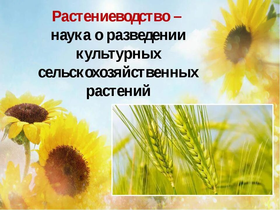 Растениеводство в нашем крае. Растениеводство презентация. Полеводство нашего края. Проект на тему сельскохозяйственные растения. Сообщение на тему культурные сельскохозяйственные растения