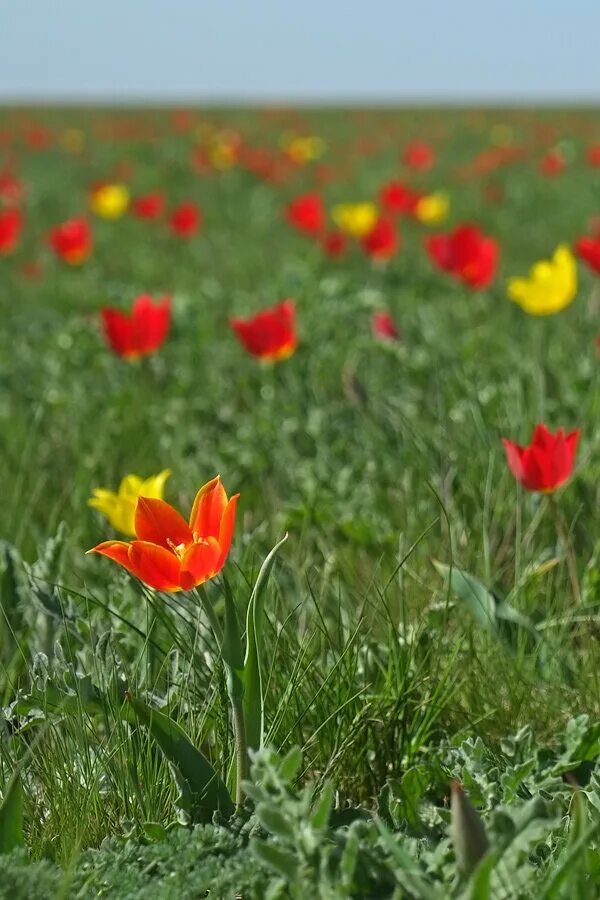 дикие тюльпаны маныч гудило. цветение тюльпанов в калмыцкой степи. тюльпановые поля в калмыкии. юстинский район калмыкия природа. степные дикие тюльпаны калмыкии.