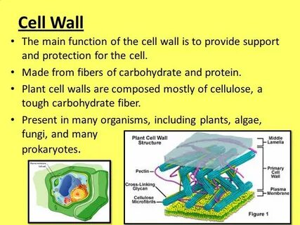 Cells wall
