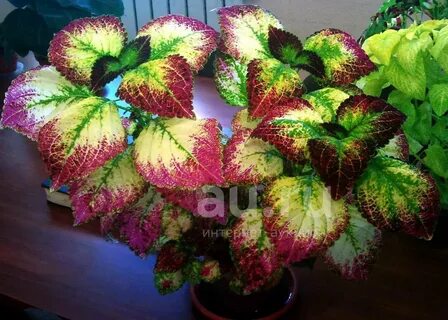 Какого цвета колеусы цветы