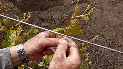 Виноград весной видео