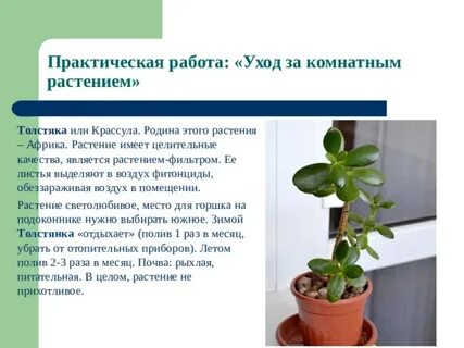 Практическая работа комнатные растения