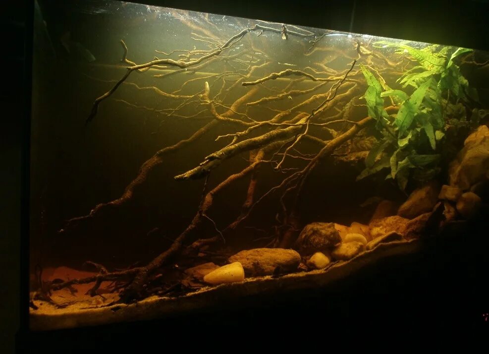 Желтая вода в аквариуме. Биотопный аквариум Амазонка. Аквариум амазонский биотоп. Биотоп реки аквариум. Биотоп амазонки в аквариуме.