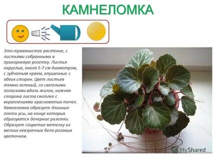 Бегония что означает