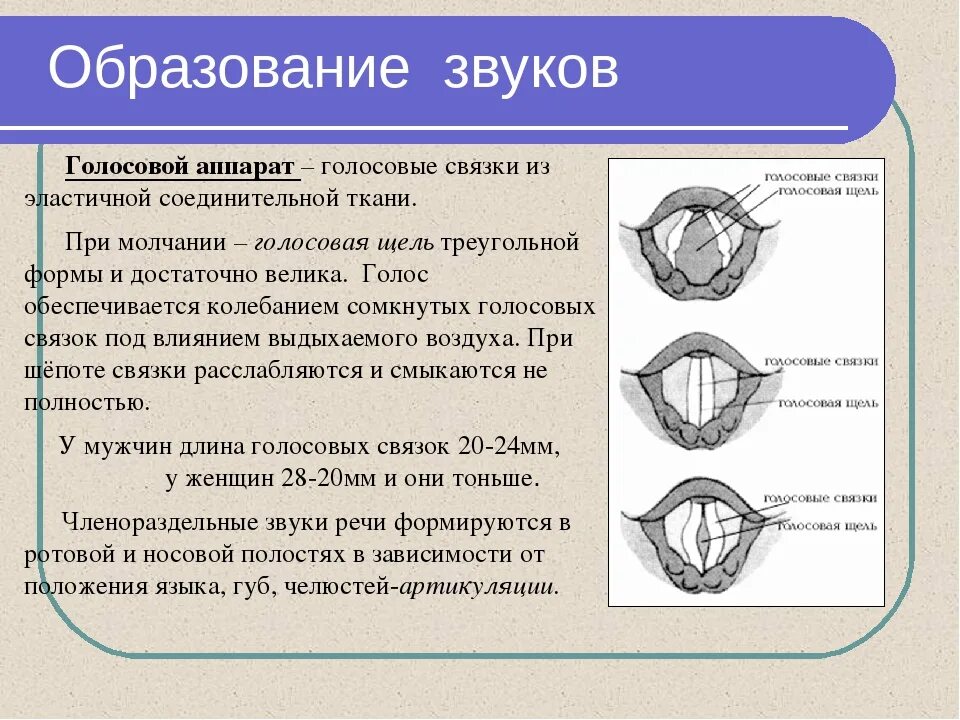 От чего зависят голосовые связки. Образование звука голосовыми связками. При образовании звука голосовая щель. Голосовые связки состоят из. Положение голосовых связок.