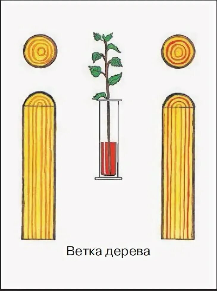 Передвижение воды и Минеральных веществ по древесине. Опыт доказывающий движение воды и Минеральных веществ по древесине. Опыты передвижение воды и Минеральных веществ. Опыт доказывающий движение воды по древесине. Какой слой стебля окрасился в подкрашенной воде