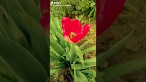 Розы в тик ток