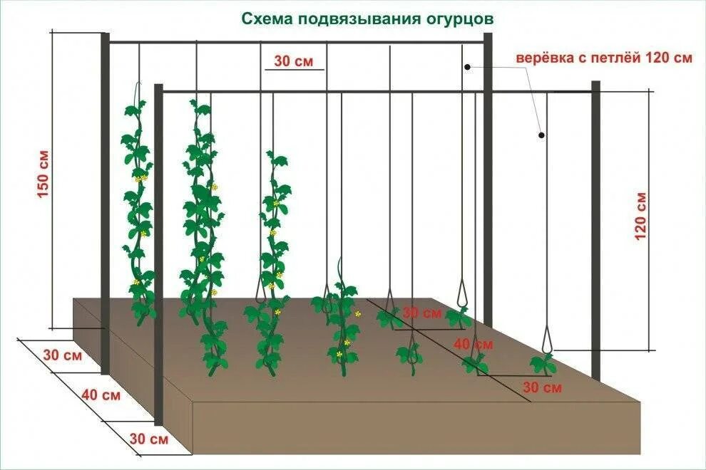 Можно ли заглублять огурцы. Подвязать огурцы в теплице схема. Правильная подвязка огурцов в открытом грунте. Огурцы на шпалере в открытом грунте схема посадки. Высота шпалеры для огурцов в теплице.