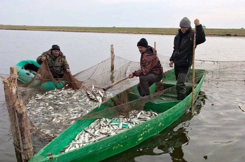 Промысел рыбы в Оби. Рыболовство Тюменской области. Промышленное рыболовство на Оби. Рыбный промысел на Оби.