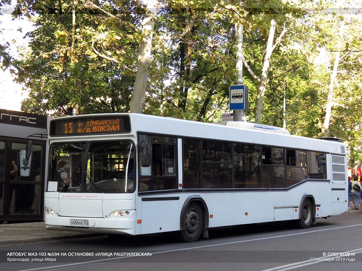 Маз 103. Паз-3204,320412. 8 автобус краснодар. Новые автобусы краснодара. Транспорт краснодар.