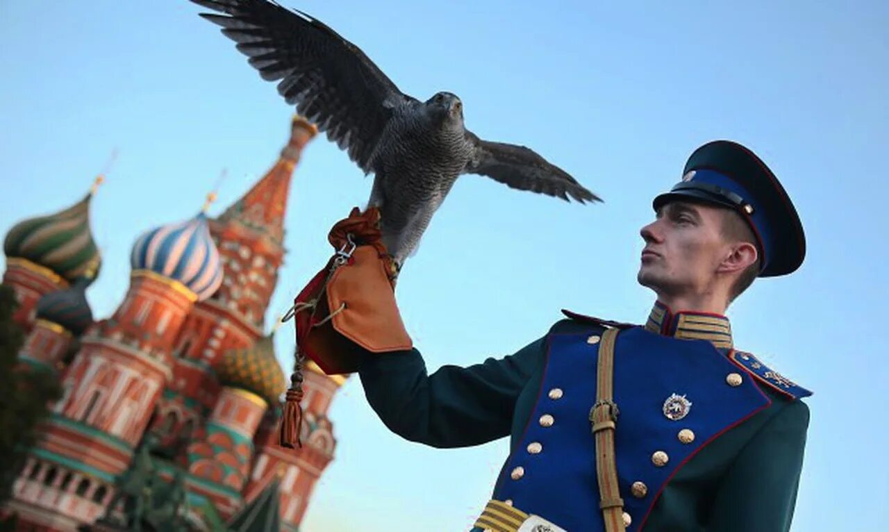 Московский сокол. Московский сокол. Район сокол аэропорт. Соколиная служба кремля. Московский сокол.