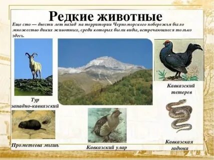 Животные черноморского побережья 4 класс