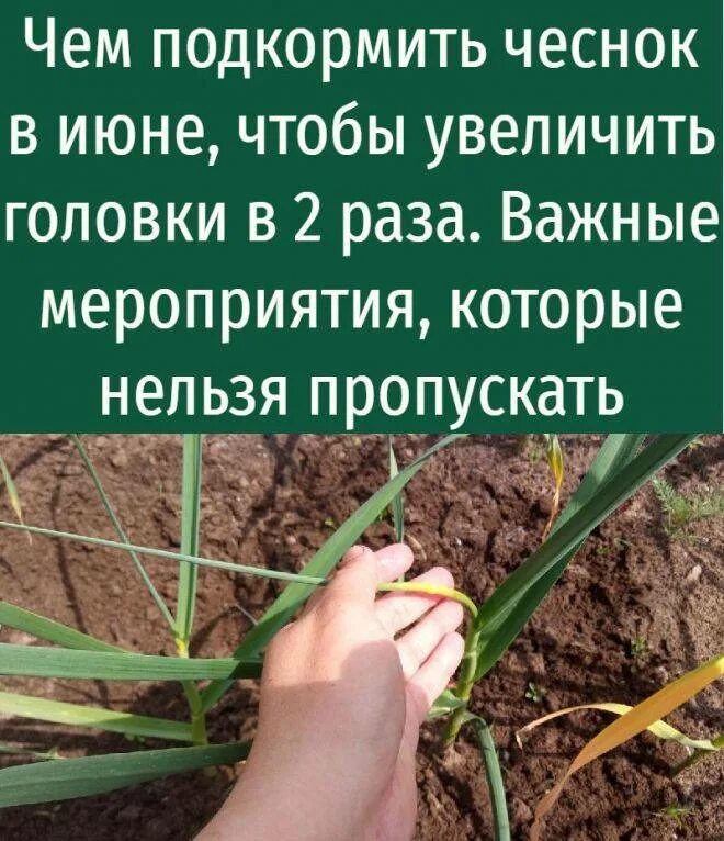 Чем подкормить чеснок на зиму. Подкормить чеснок весной. подкормка чеснока весной. весенняя подкормка чеснока.
