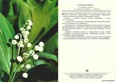 Книга ландыши