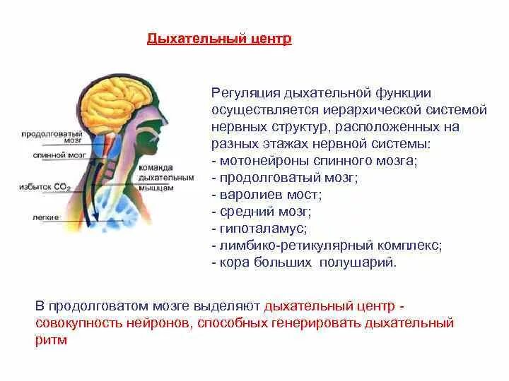 Нервные продолговатого мозга