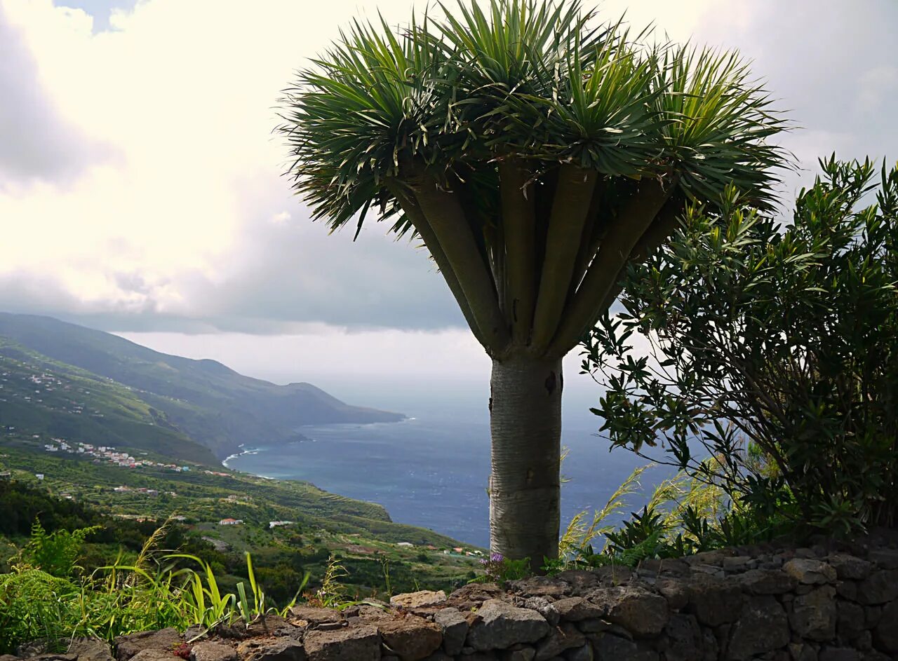 Островом ла пальма. Остров ла-пальма площадь испании. Ла гомера канарские острова. Ла пальма канарские острова. Канарские острова вулкан кумбре вьеха.