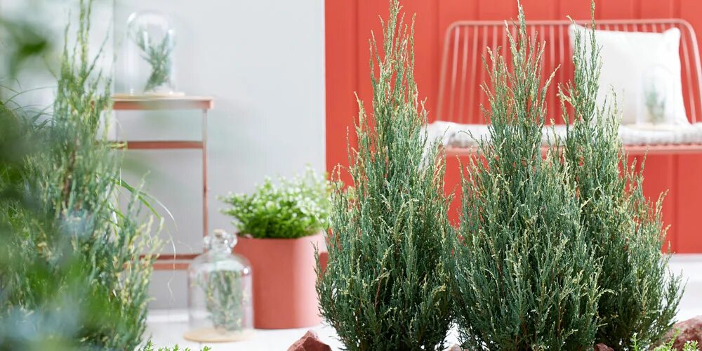 можжевельник скальный "блу айвори". можжевельник блю айвори. можжевельник айвори эрроу. можжевельник вертикальный блю эрроу. можжевельник скальный блю эроу.