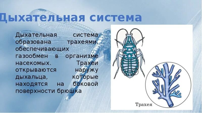 В чем особенность трахейного дыхания. Дыхательная система насекомых. Дыхательная система система насекомых. Органы дыхания трахеи у насекомых. Трахейная дыхательная система.