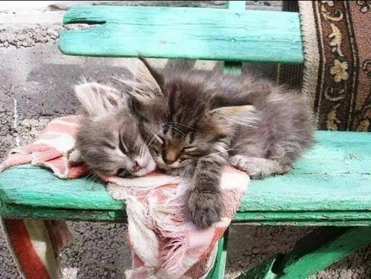 Как найти котенка на улице. Брошенный котенок. котенок на улице. брошенные котята на улице. бездомная кошка с котятами.