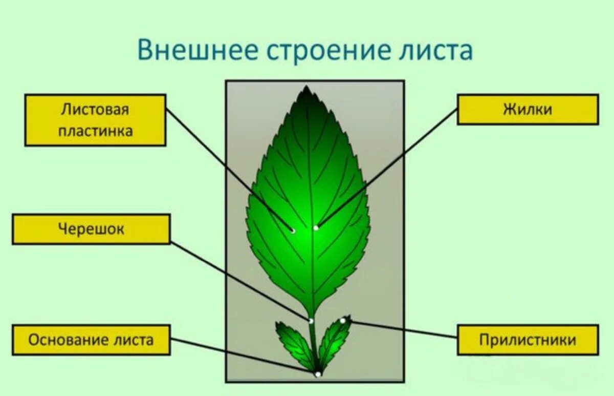 Опыт работы лист. Листовая пластинка 2 – черешок 3 – жилка. черешок прилистники листовая пластинка. строение жилки листа схема. внешнее строение листа однодольного растения.