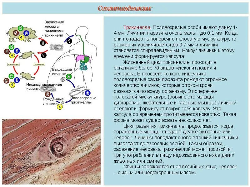 Трихинелла цикл. ЖЦ трихинеллы. Трихинелла жизненный цикл. Жизненный цикл трихинеллы Trichinella spiralis.