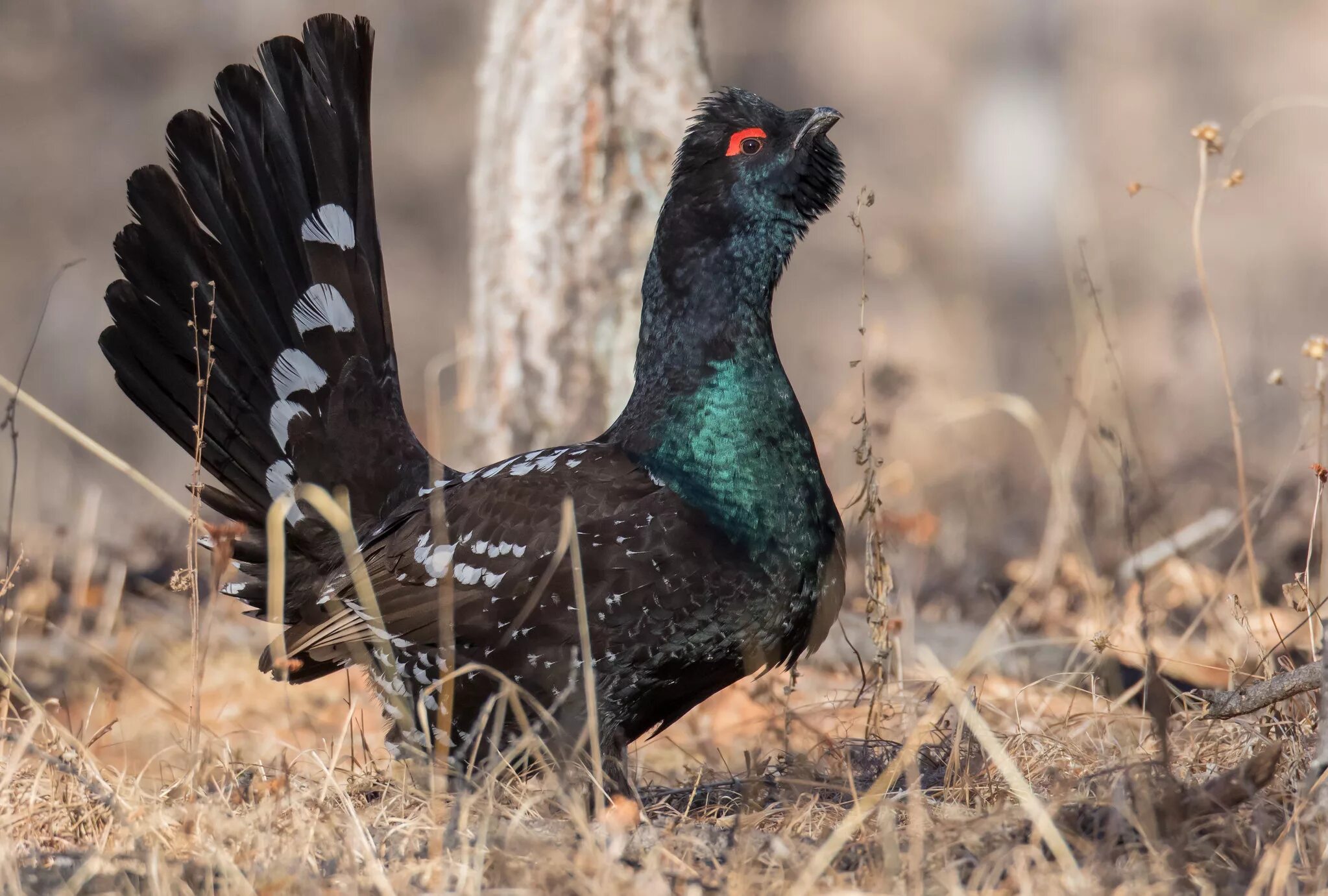 Каменный Глухарь (Tetrao parvirostris). Глухарь (Tetrao urogallus). Каменный Глухарь птица. Обыкновенный Глухарь.