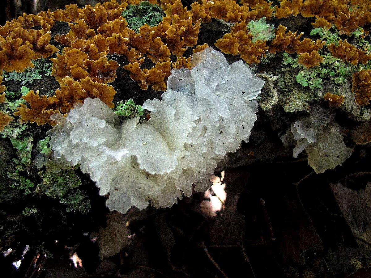 Где находится морской гриб. Tremella fuciformis. Ледяной гриб тремелла. Грибы морские гребешки. Tremella fuciformis грибы Африки.