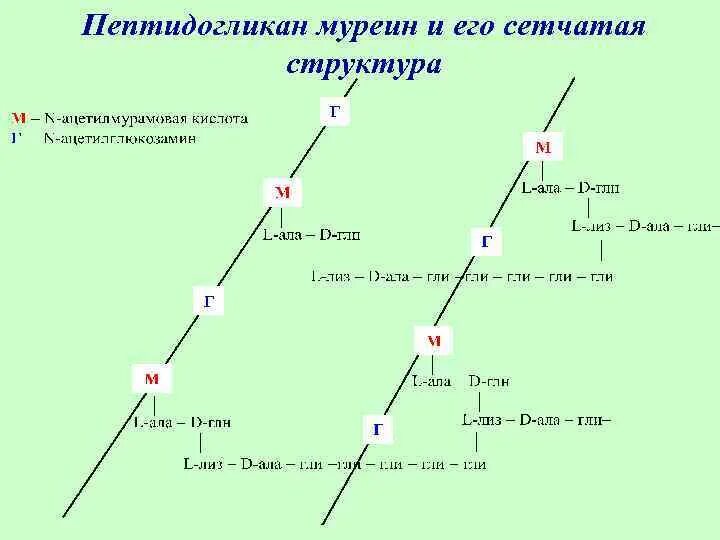 Пептидогликан муреин структура. Муреин строение. Муреин структура. Пептидогликан у эукариот.