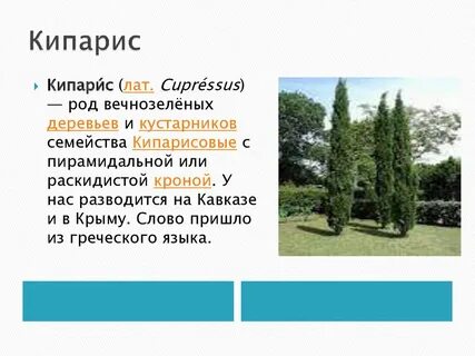 Кипарис описание