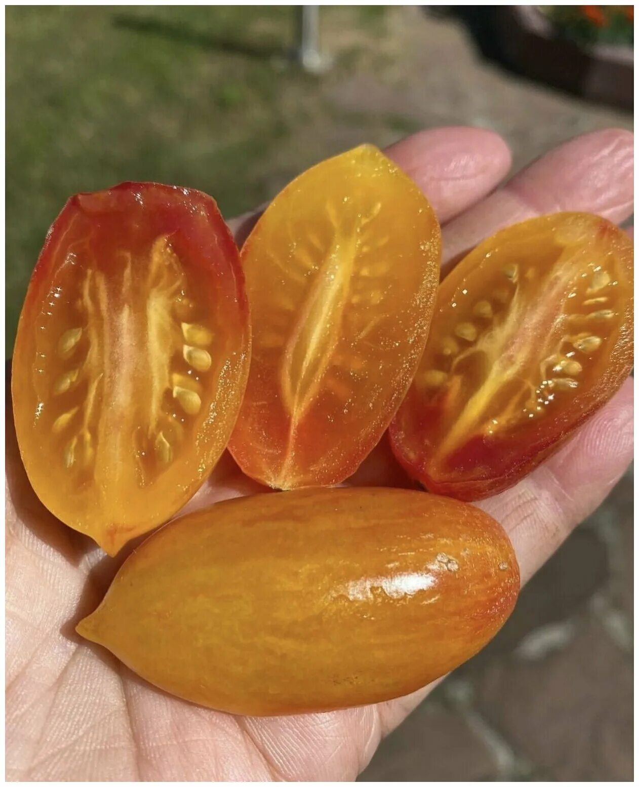 томат амишей оранжевый щербет. гавриш томат ля-ля-фа f1. золото амишей томат характеристика. томат амиш голд. золото амишей томат характеристика.