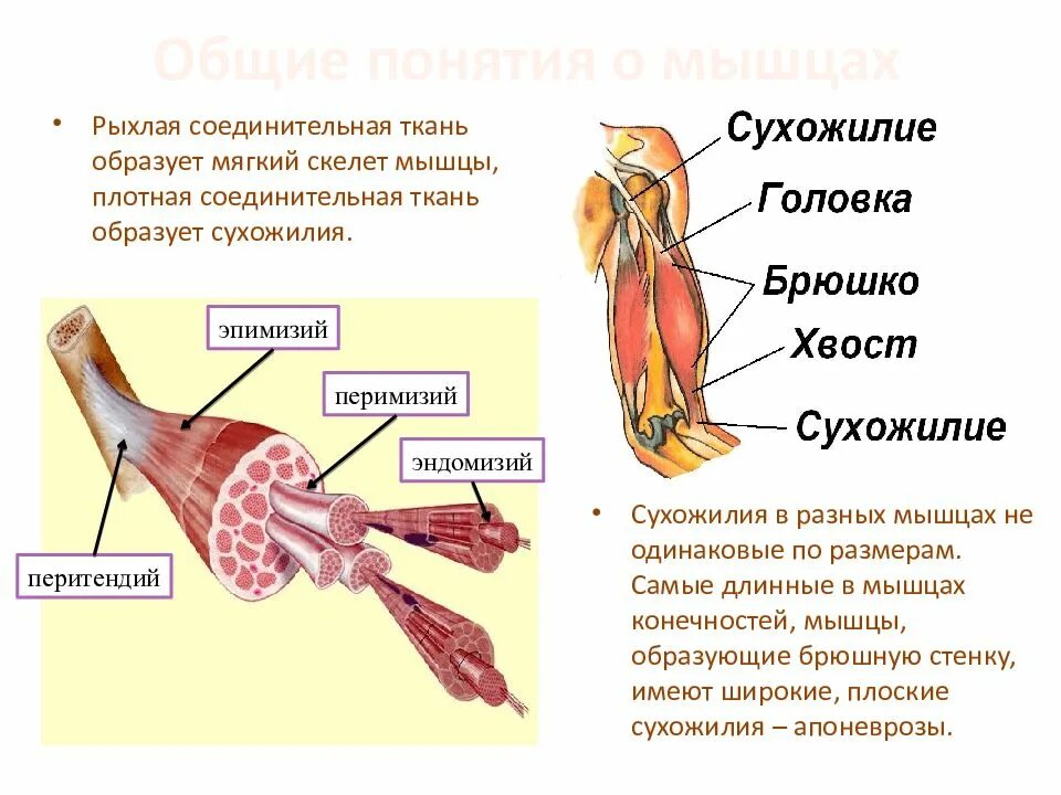 Строение и функции сухожилий. Строение и функции сухожилий