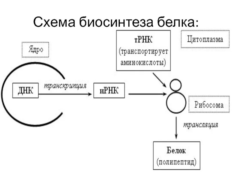 Схема биосинтеза белка в живой клетке. Процесс синтеза белка схема. Процесс биосинтеза белка схема. Схема этапов процесса биосинтеза белка.