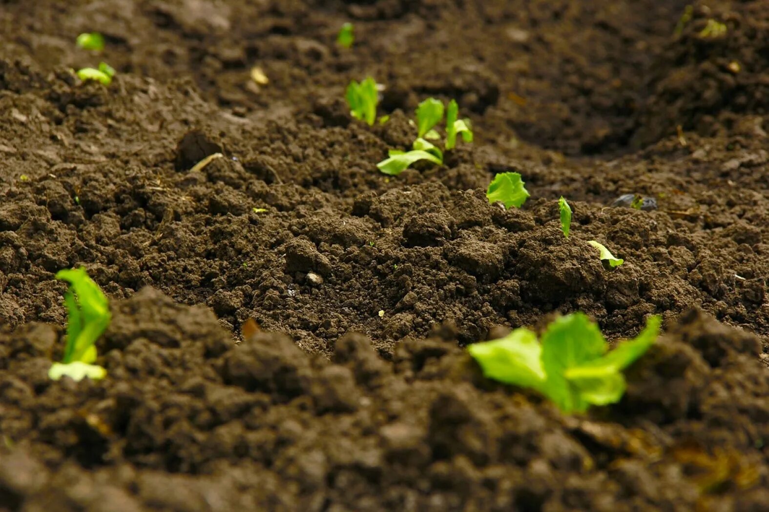Плодородие почвы. Soil грунт. Плодородная почва. Почва картинки. Земля растительная.
