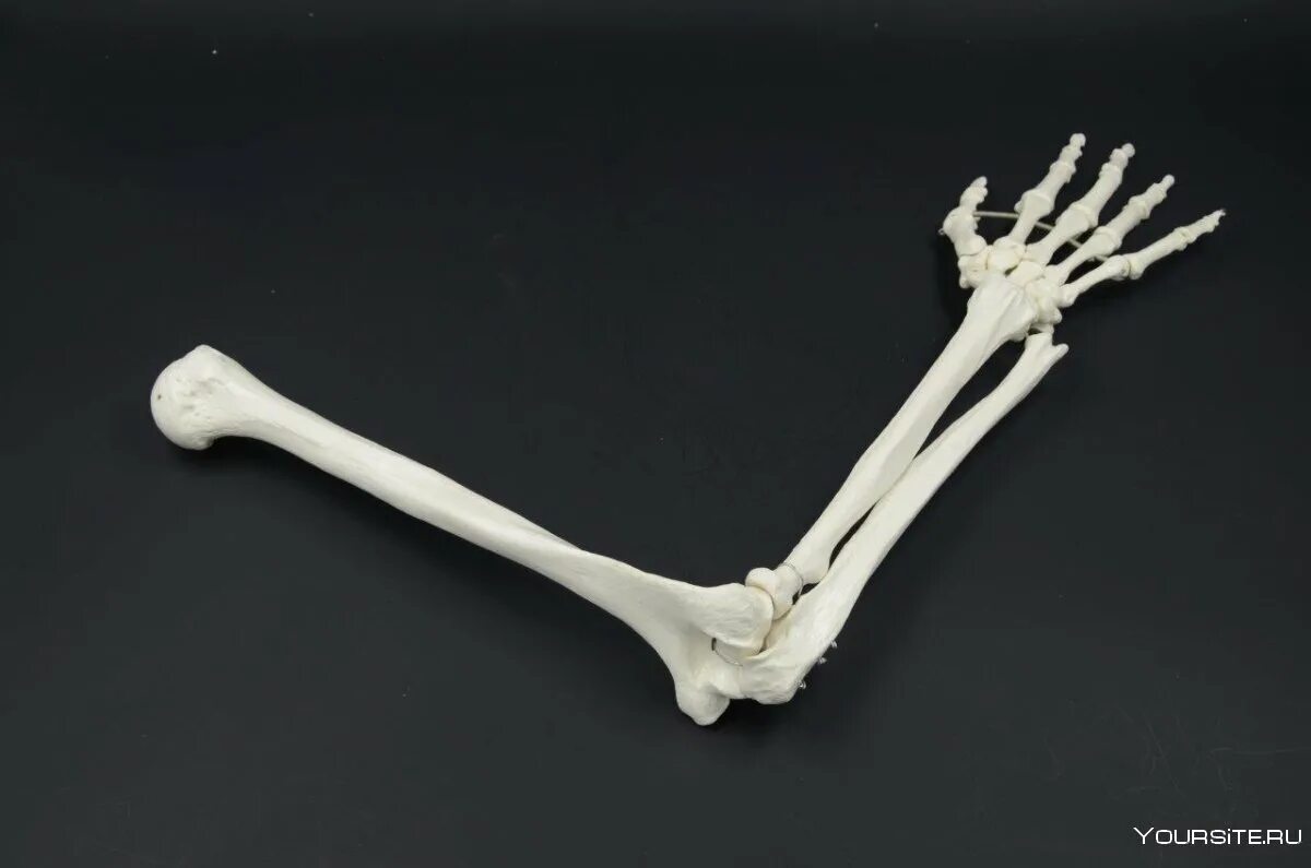 Локтевая кость на скелете. Скелет руки. Скелет руки человека. Кость руки. Скелет запястья человека