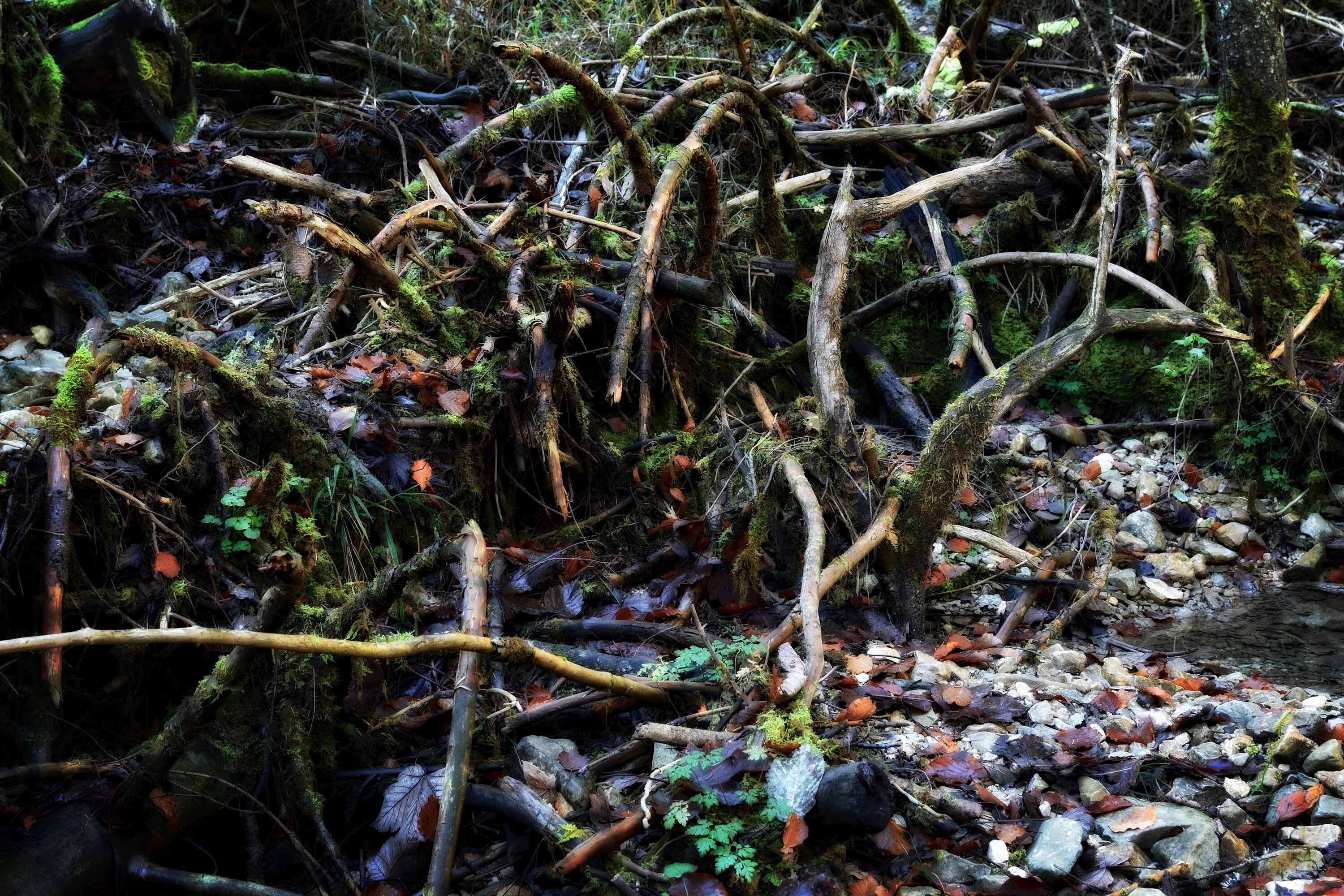Мертвые растения природа. Испорченная природа лес. Поврежденная природа. Картинки испорченной природы.