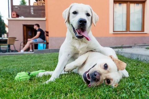 Pet dog
