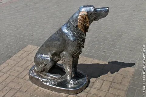 Собака воронеж