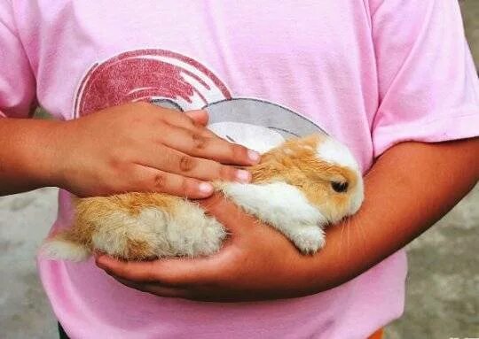Можно ли мыть кролика декоративного. Кролик держит. Держи кролика. Кролик моет ушки. Мытье кролика Эстетика.