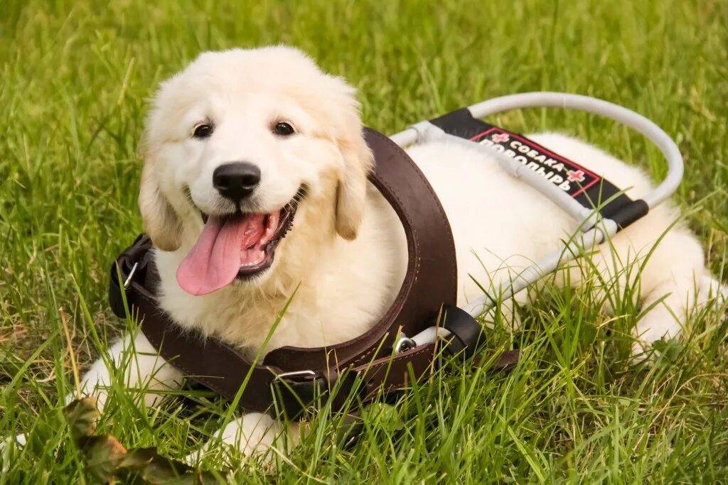 Собаки в московском метро. Собака в поезде. Собака с чемоданом. Путешествие с корги. Собака в поезде.