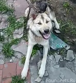 Пес больше не будет