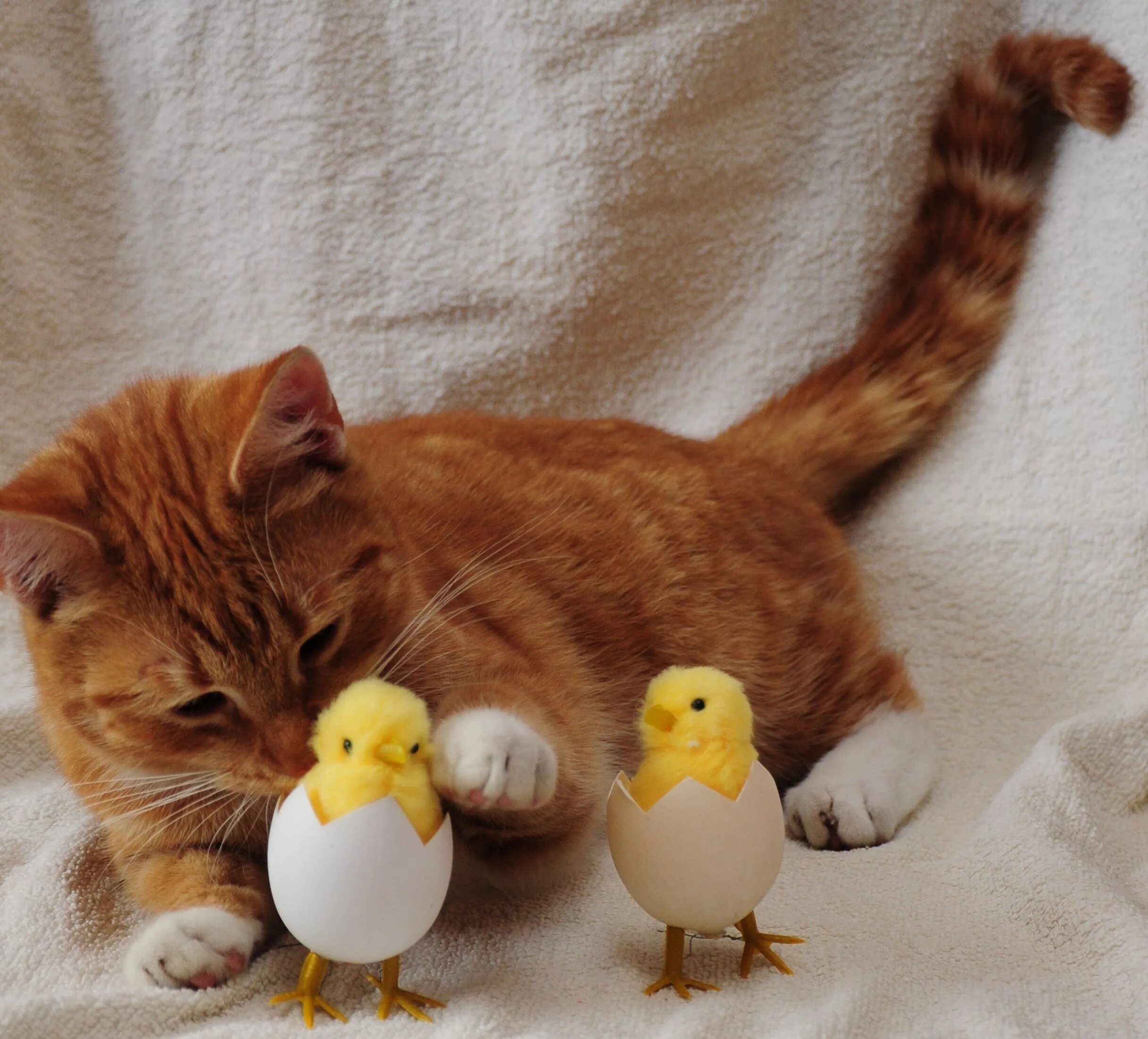 Кошка с цыплятами. Котик и цыпленок. Рыжий котенок и цыпленок. Милые цыплята и котята.
